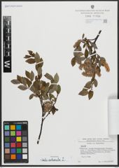 Foto von Salix arbuscula L.